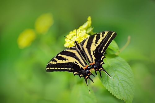 Papilio pilumnus