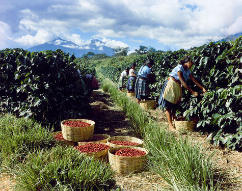 Tchibo kavova plantaz