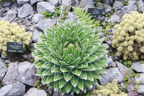 Agave victoriae reginae MG 5262