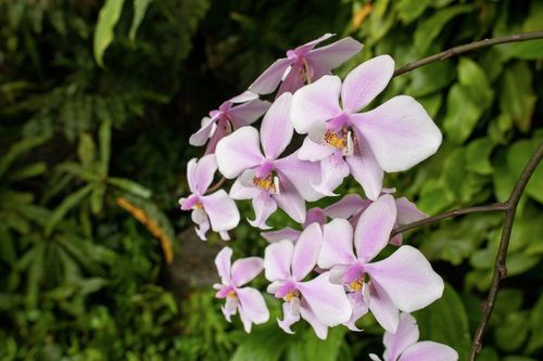 Koreny osobnosti phalaenopsis schilleriana fata 2021 E