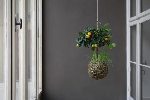 Kokedama