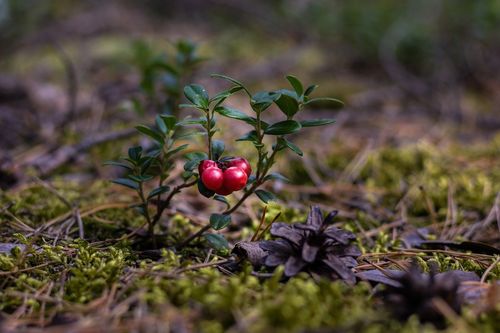 cranberries 2907901 1920