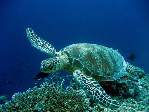 caretta-caretta-potapeni.jpg